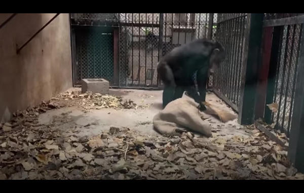 شاهد "مي سو".. أذكى وأنظف قردة شمبانزي في العالم