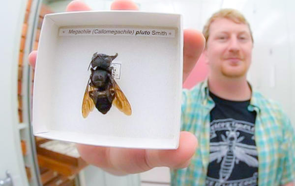 شاهد.. العثور على أكبر نحلة في العالم بعد 38 عاماً على رؤيتها آخر مرة