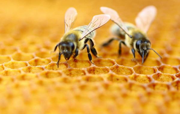 شاهد .. نحال يحشر آلاف النحلات حية في فمه !