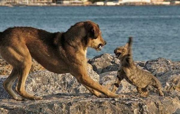 شاهد: كيف أنقذت الشجاعة.. «قطة» في معركة استثنائية مع 6 كلاب