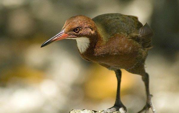 طائر يعود إلى الحياة بعد انقراضه منذ آلاف السنين