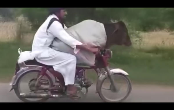باكستاني يثير الجدل بعد أن أخذ بقرته في نزهة على دراجته!!