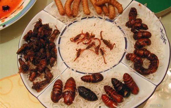 دراسة مثيرة: «أكل الحشرات» يحميك من أحد أخطر أمراض العصر