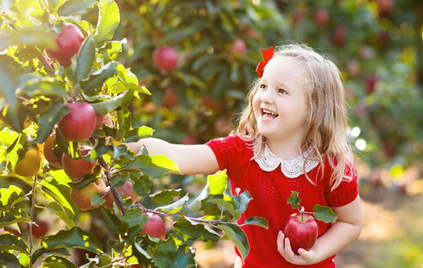 ما هي مواصفات التفاح المناسب لتغذية طفلك؟