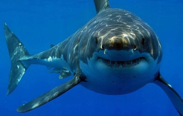 بالحبال والمناشف سويديان ينقذان شخصًا قضم سمك القرش قدمه في أستراليا
