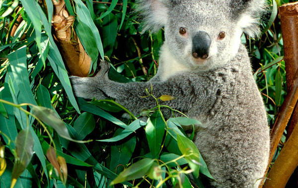 حرائق الغابات تهدد وجود وحياة حيوانات «الكوالا» في استراليا