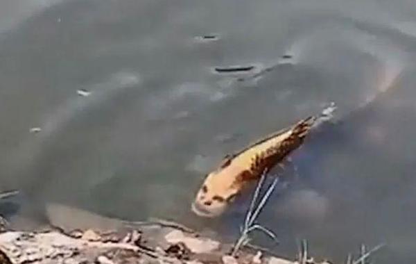 سمكة بوجه إنسان تظهر في إحدى بحيرات الصين