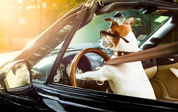 بالفيديو.. كلب يقود سيارة لمدة ساعة يدهش العالم!!