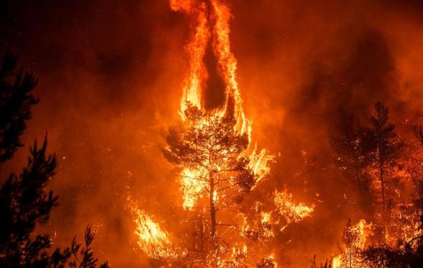 الحرائق تلتهم غابات أستراليا