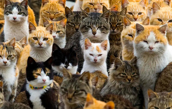 ربة منزل تتبى250 قطة لإنقاذها من الشوارع