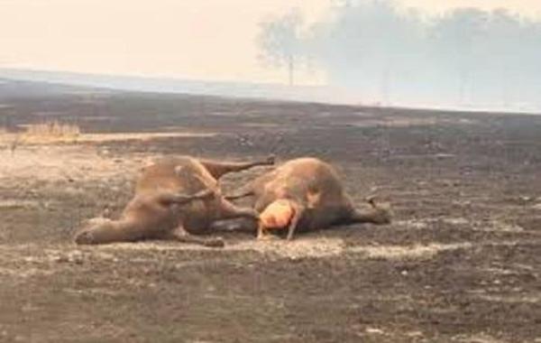 فيديو.. حرائق غابات استراليا تهدد الحيوانات بالإنقراض