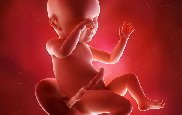 الأسبوع 15 من الحمل الأعراض وتطور الجنين