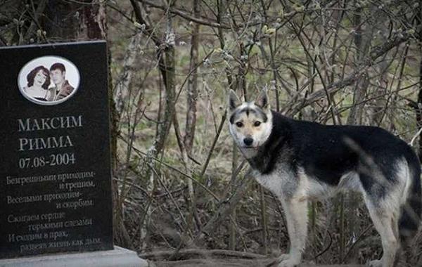 كلب يرفض ترك مدفن صاحبه منذ عام 2004