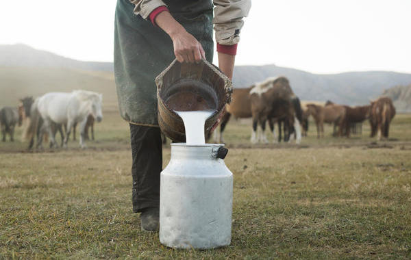 باحثون من كازاخستان يدّعون فوائد حليب الخيول للشفاء من الأمراض