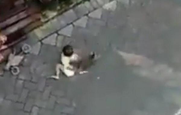 شاهد: قرد ينقض على طفلة صغيرة ويجرها على الأرض