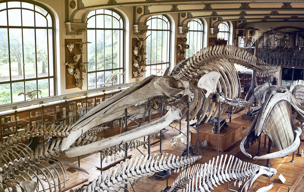 اكتشاف ديناصور بر مائي كان يعيش في المغرب