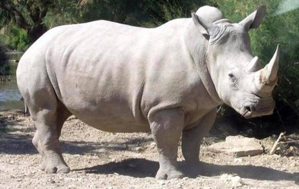 بسبب كورونا وحيد القرن يتعرَّض للصيد غير الشرعي