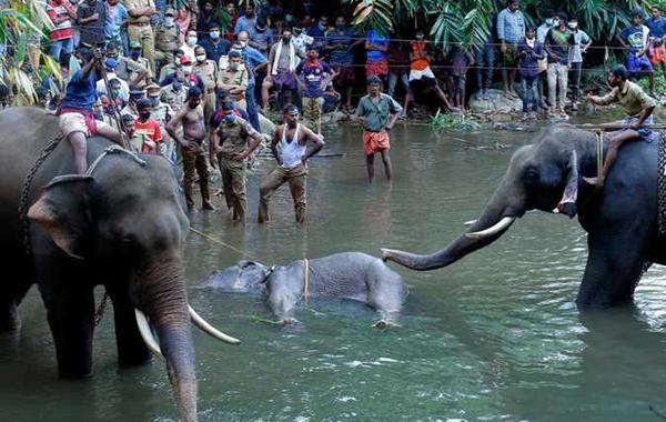 قتل أنثى الفيل الحامل في الهند يؤجج مواقع التواصل الاجتماعي 