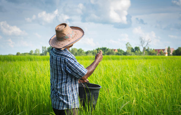 آسيا الوسطى مصدر أول أرز مزروع في العالم