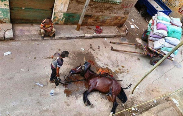 بالصور عربجي يقتل حصانًا بالحمولة الزائدة فماذا حدث؟
