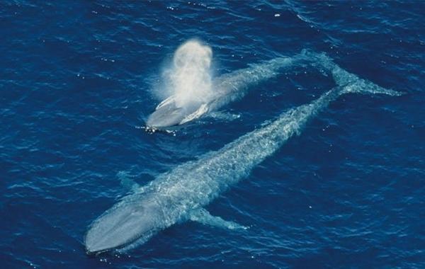 يزن 100 طن.. شاهدوا أكبر حيوان بحري على كوكب الأرض