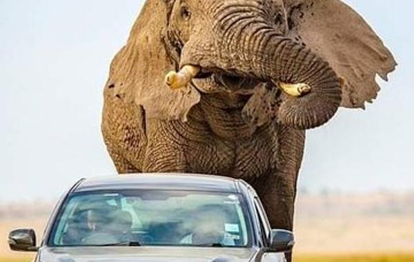  لقطات تحبس الأنفاس فيل عملاق يطارد سيارة محاولا دهسها