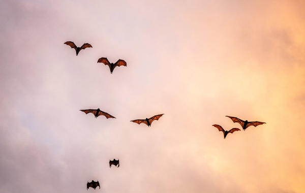 الخفافيش تطبق التباعد الاجتماعي عند المرض