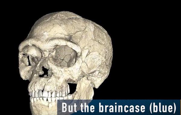 اكتشاف جمجمة صغيرة لإنسان في مكان غامض بجنوب أفريقيا 