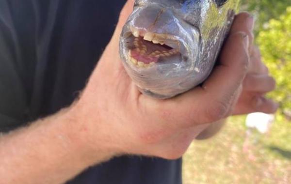 يصطاد سمكة لها أسنان مثل أسنان الإنسان