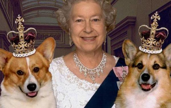 إهداء الملكة اليزابيث جروين لتهدئتها خلال مرض زوجها وفقدان كلبها "فولكان"