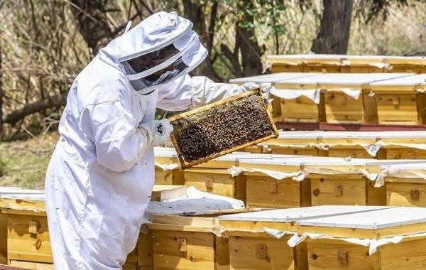 تربية النحل وإنتاج العسل - الصورة من الشرق الأوسط