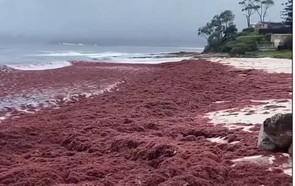 اللون الأحمر يكسو رمال أشهر شواطئ أستراليا "نيو ساوث ويلز" الشهير برماله النقية الأكثر بياضاً في العالم 