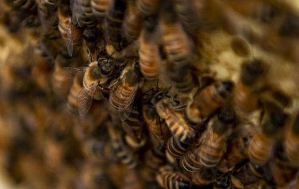 إزالة 6 آلاف نحلة من ثقب جدار منزل في ولاية أمريكية - الصورة من موقع بن لايف