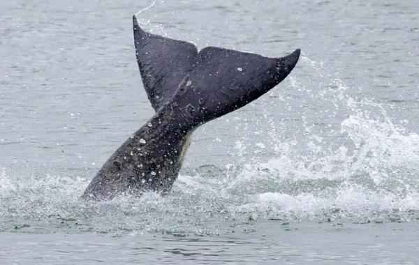 صورة الحوت الضخم