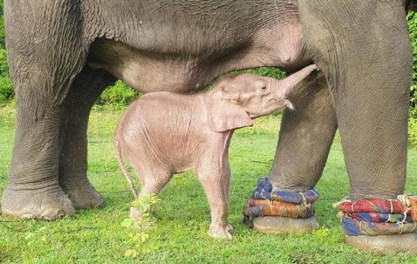 صورة الفيل الصغير يرضع