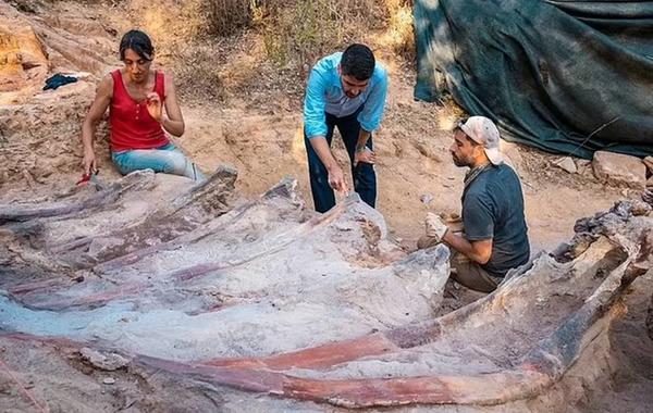 تفاصيل العثور على ديناصور صوروبودا ضخم في أوروبا
