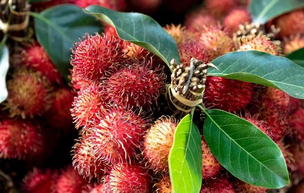 صورة لثمار فاكهة الرامبوتان