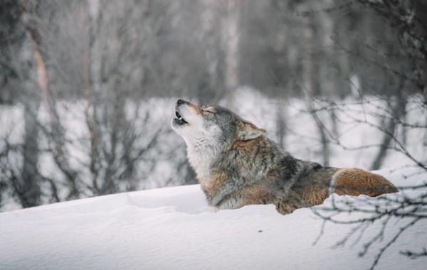 الذئب في المنام