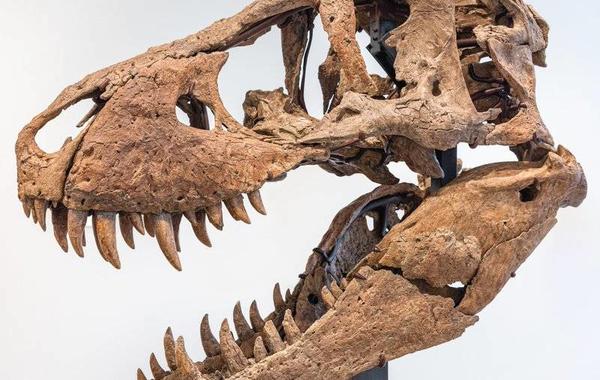 عرض جمجمة ديناصور للبيع في مزاد عالمي بـ 20 مليون دولار - الصورة من حساب سوذبيز الرسمي على تويتر