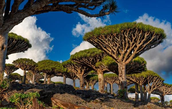 أشجار جزيرة سقطرى في اليمن