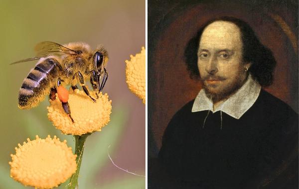 حكايات شكسبير مع النحل