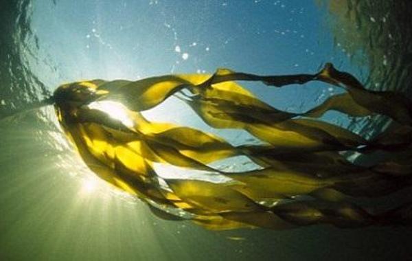 "أعشاب البحر" لعلاج السمنة... وفاعلية تفوق الأدوية