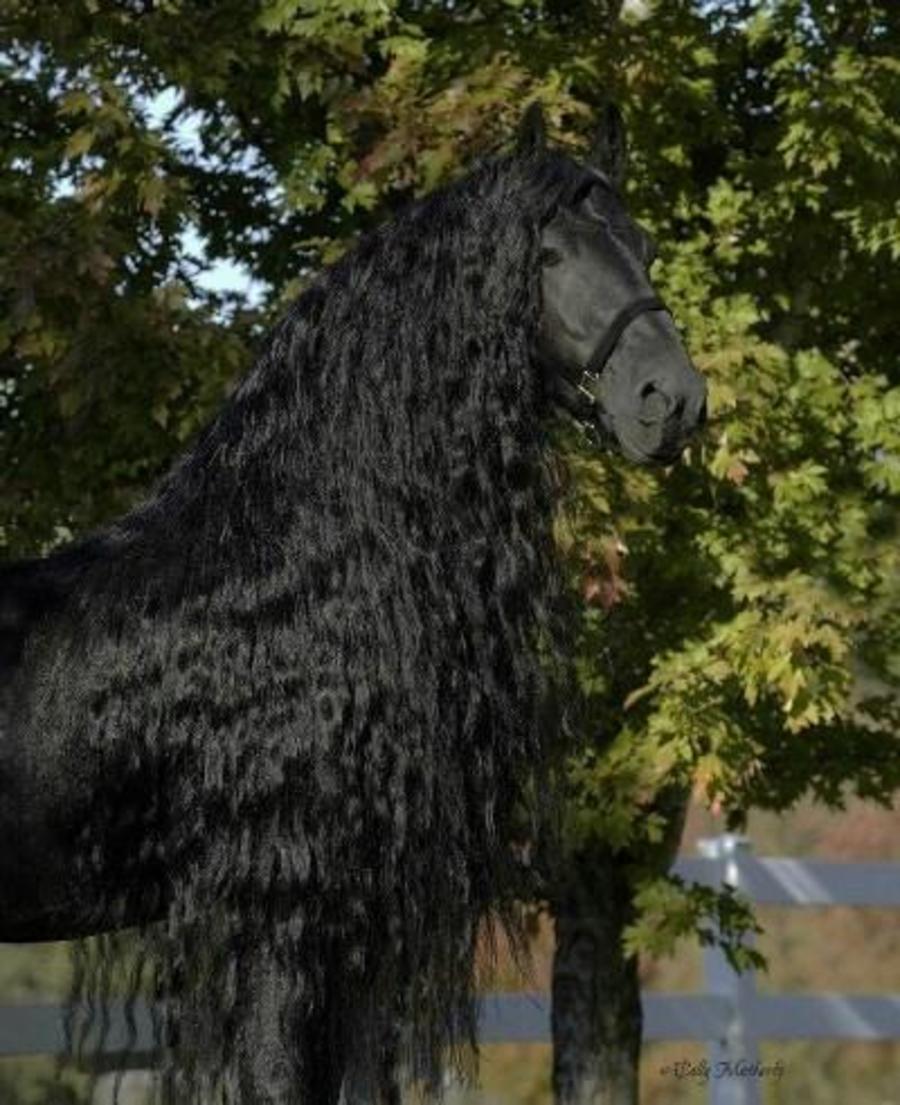 مشكلة فيروس الإحصاء  تعرفوا الى الحصان الأكثر وسامة في العالم | مجلة سيدتي