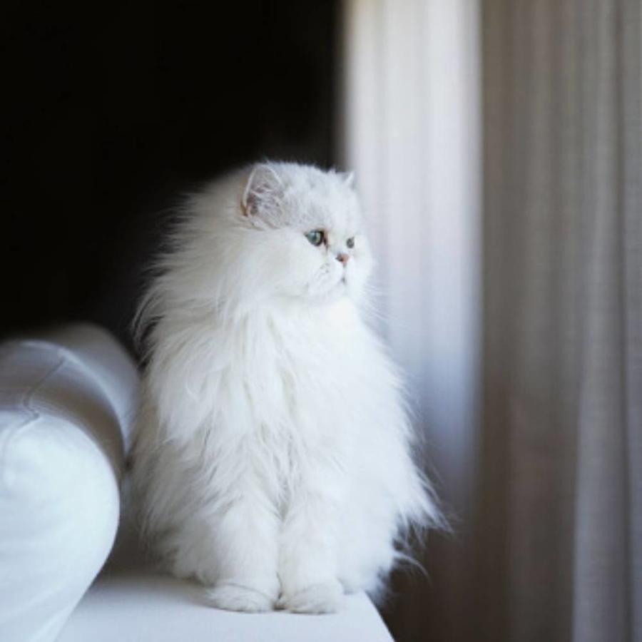 Interpretasi ngimpi babagan kucing putih