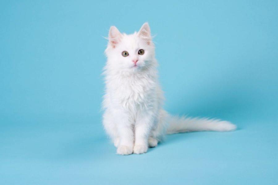 تفسير حلم القطة البيضاء في المنام للمتزوجة | مجلة سيدتي