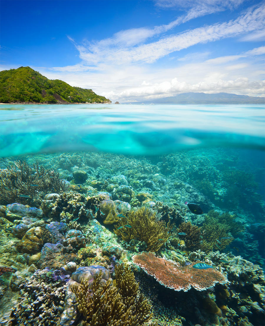 الشعاب المرجانية بجزيرة «آبو» الفلبينية