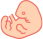 fetal
